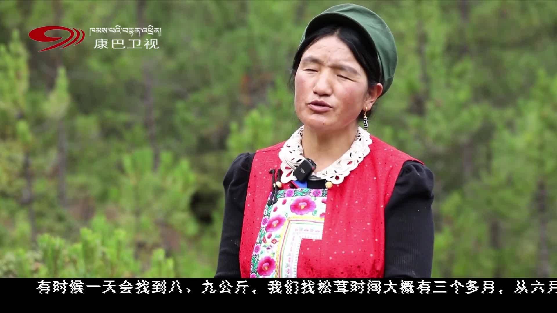 迪庆：保护松茸资源 做好富民产业